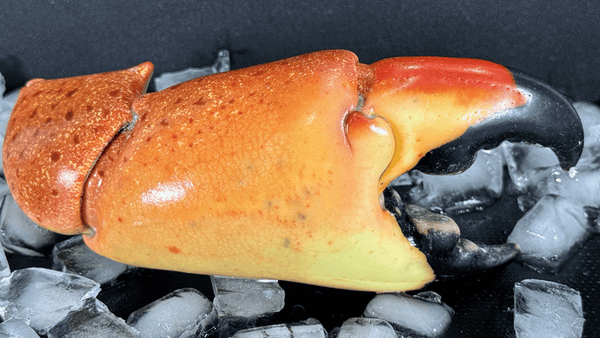 Stone Crab vs Snow Crab: Which Should You Buy?