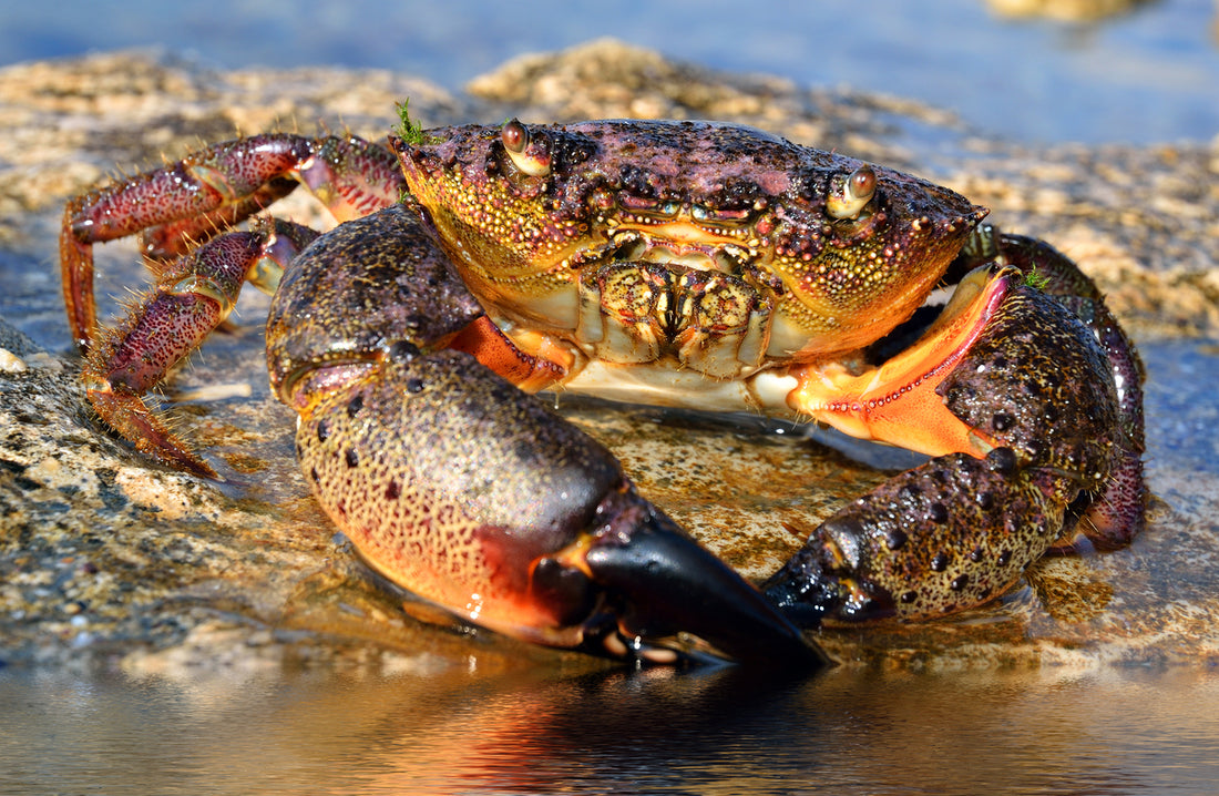 Sustainability in Stone Crab Fishing: What Makes It Eco-Friendly?