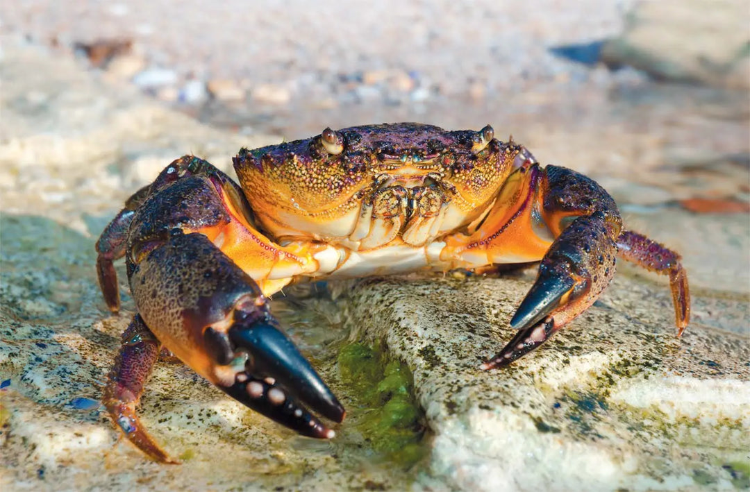 The Science Behind Stone Crab Regeneration: How Their Claws Grow Back