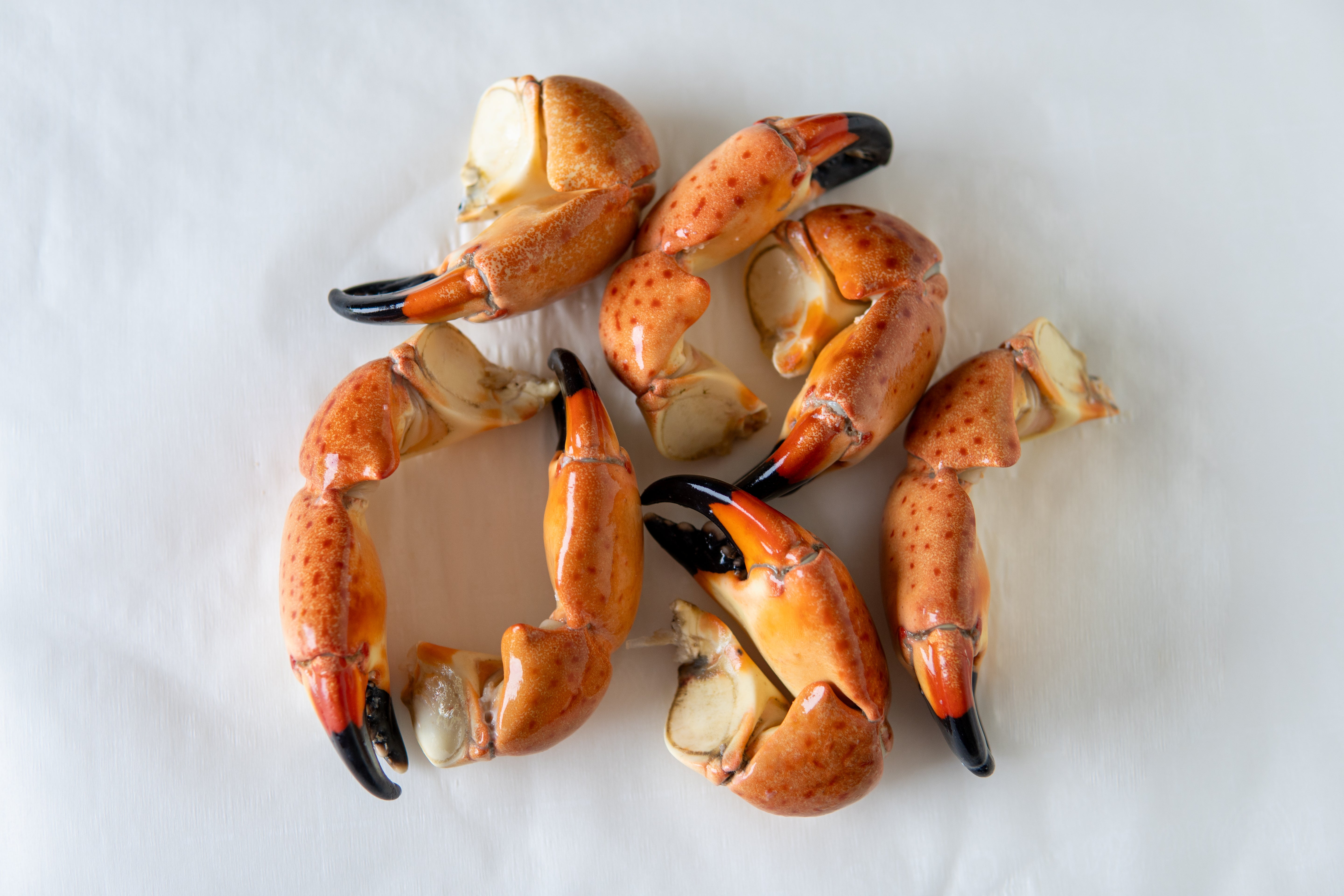 Fresh Stone Crab Claws