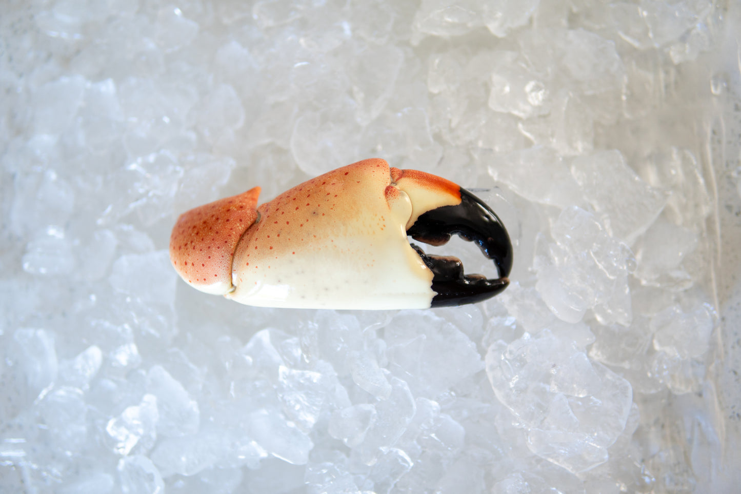 Colossal Stone Crab Claws